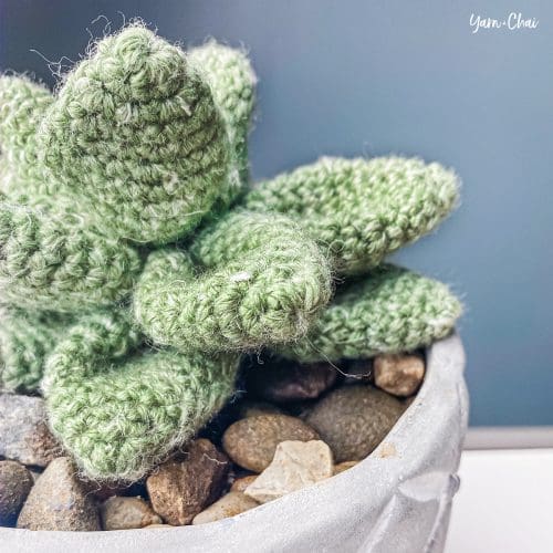 Desktop Succulent Yarn + Chai Blog